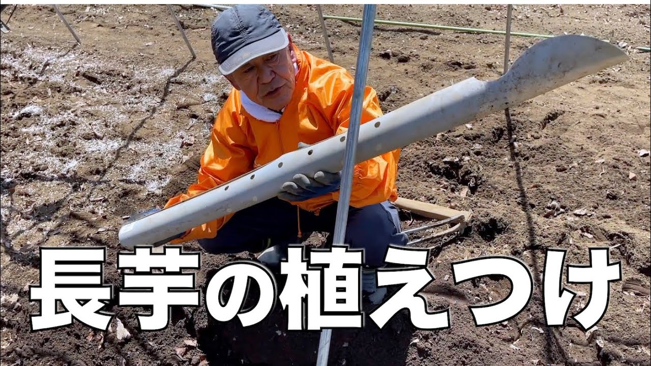 長芋の植え付け！育て方・栽培方法