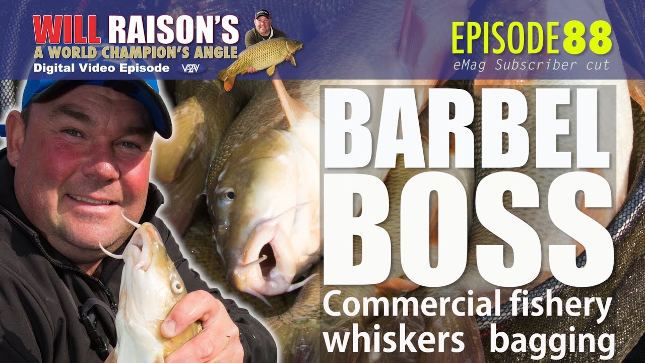 Summer BARBEL Pole Fishing Tips | Will Raison Fishing Westwood Lakes