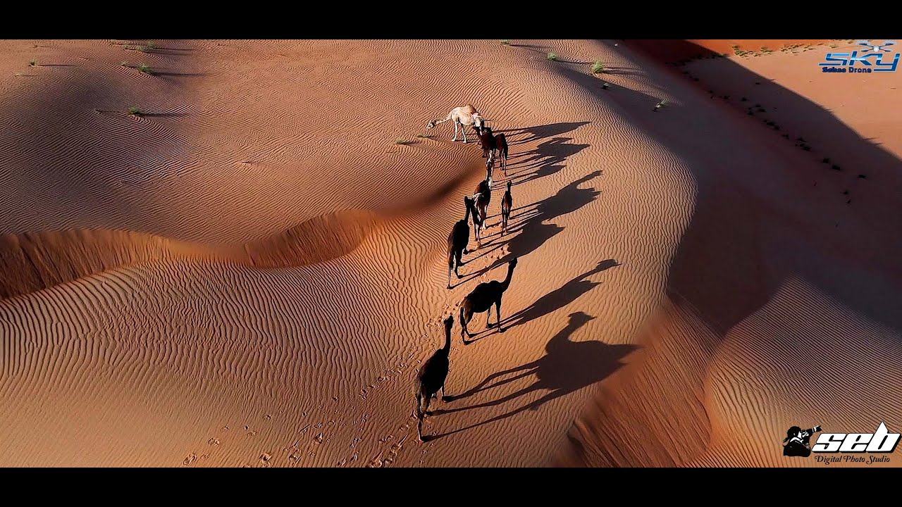 4K Drone - Footage See the world as Bird's Eye View of  the Desert of Liwa at AbuDhabi