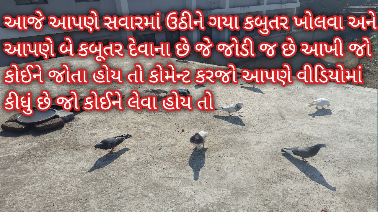 #Pigeonvlove