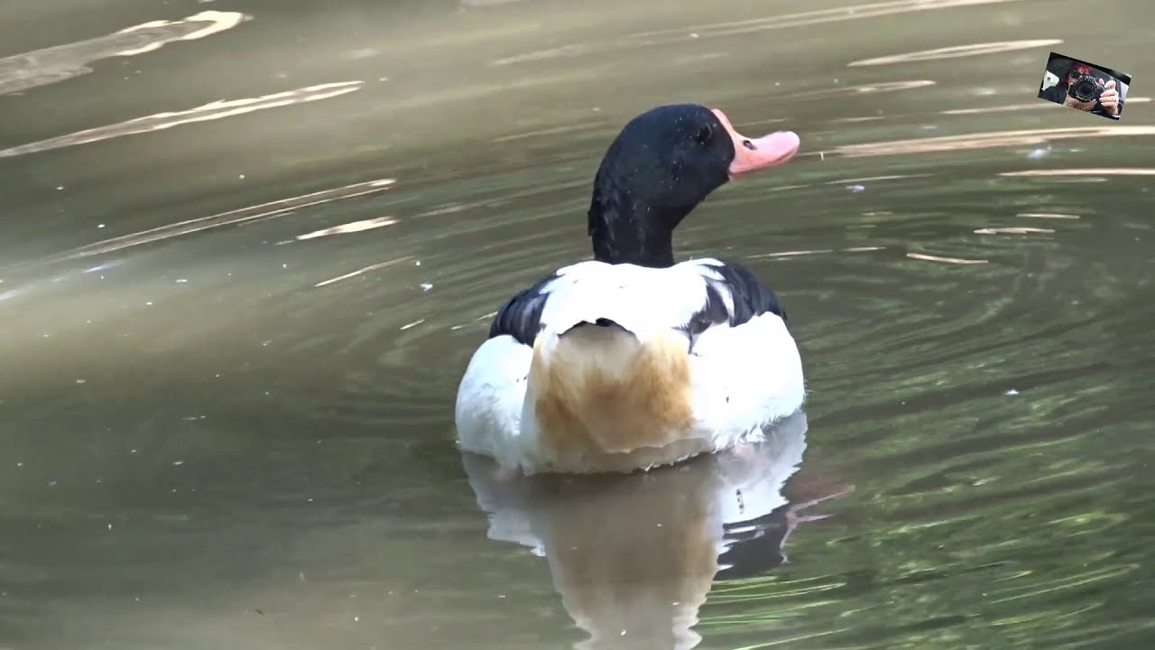 Le Tadorne de Belon -  Zoo d'Upie   -  (Drôme) France