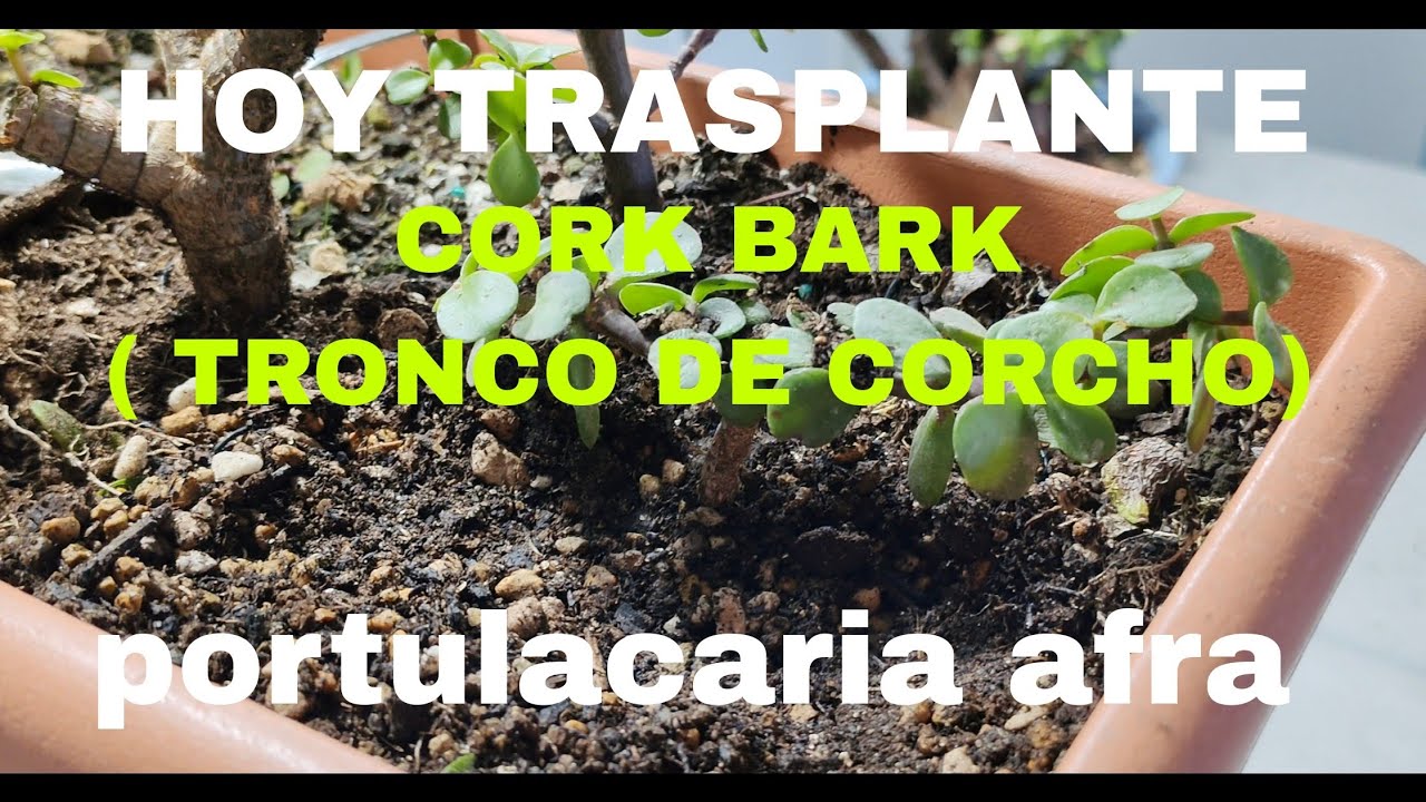 🔴HOY TRASPLANTE DE UNA PORTULACARIA AFRA CORK BARK 