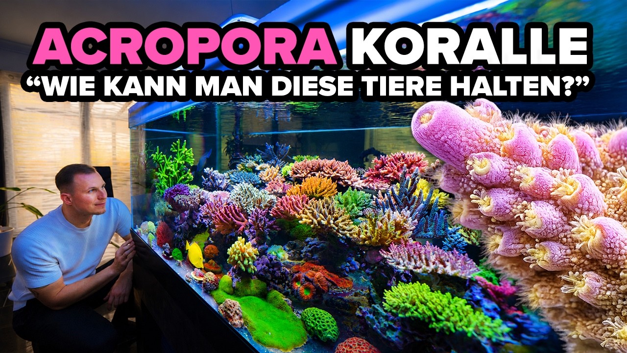 ACROPORA Korallen - So kannst du sie zu Hause halten! 🪸