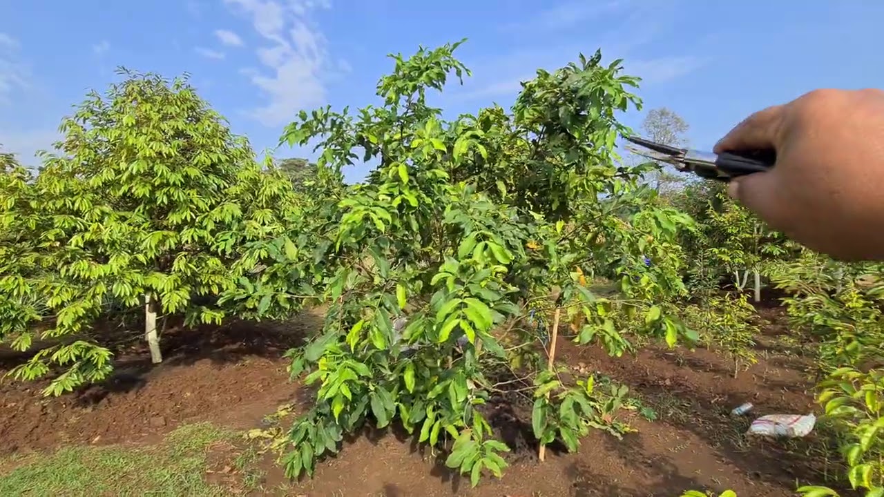 CARA MEMBUAT TANAMAN MANGGA BERBUAH TERUS DAN POHON TIDAK TINGGI.