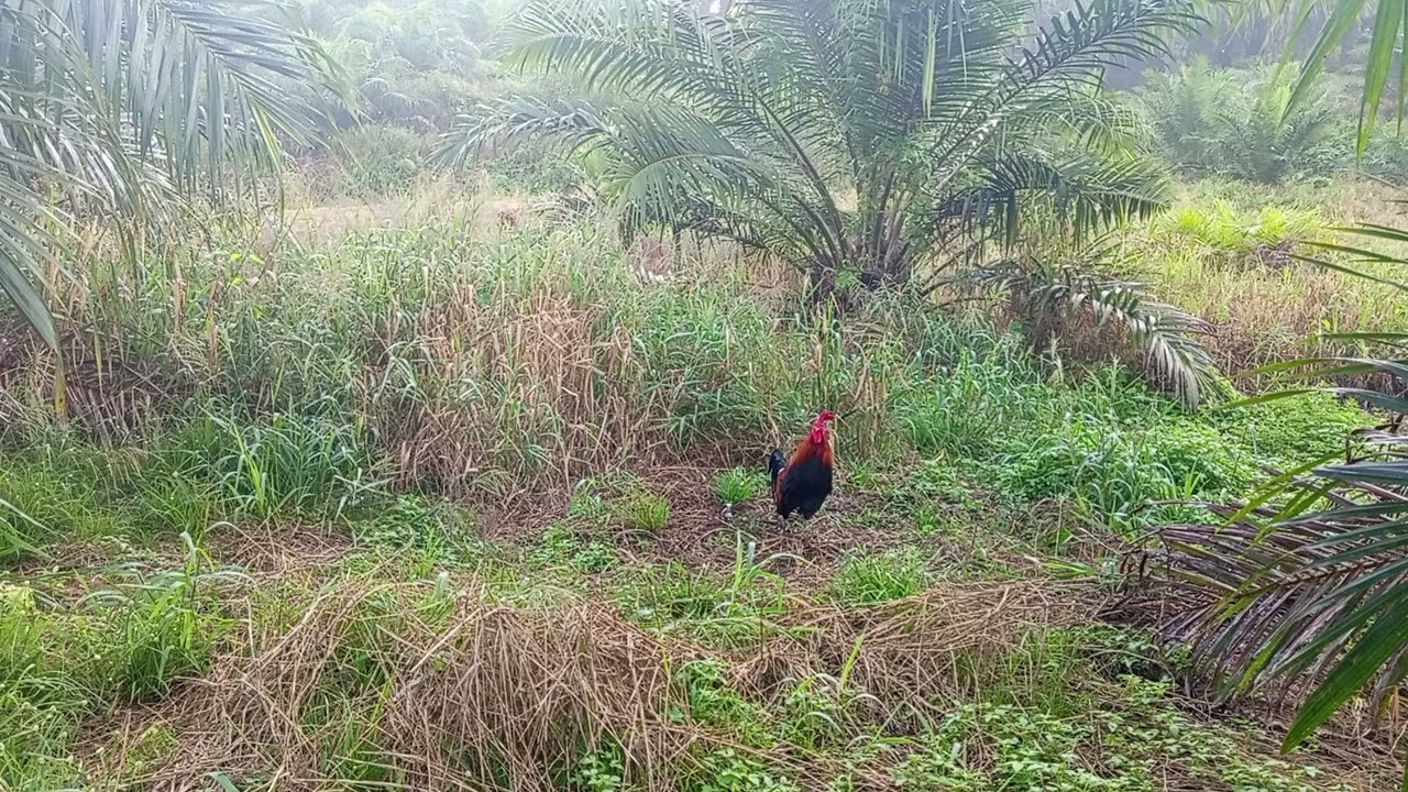 Pikat ayam Lokasi Mawang. jangan lupa like dan subcribe guys.