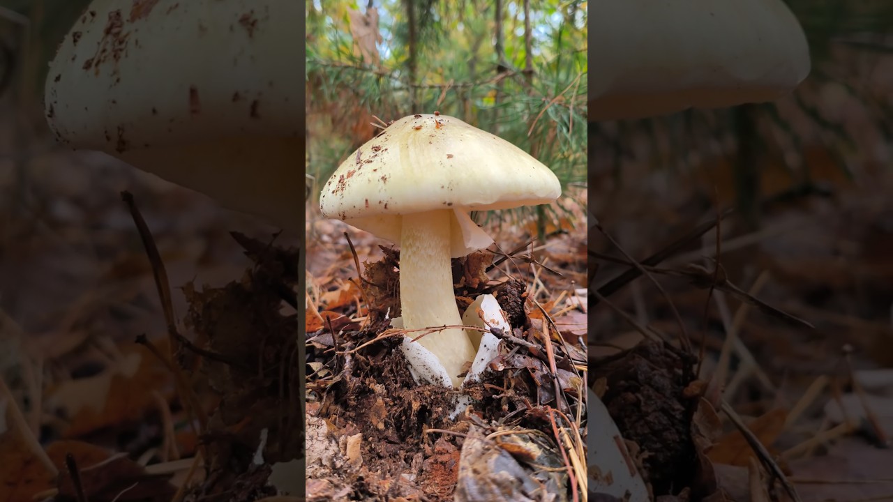 Amanita phalloides, Бліда поганка (Найотруйніший гриб Європи)  #mushroom #nature #fungi #adventure