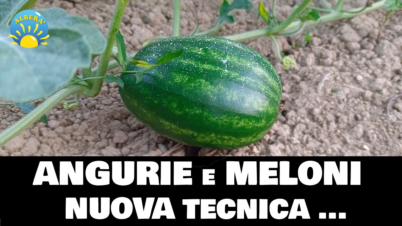 (Angurie e Meloni) NUOVA TECNICA SEMPLICE per AVERE GRANDI FRUTTI col minimo sforzo 