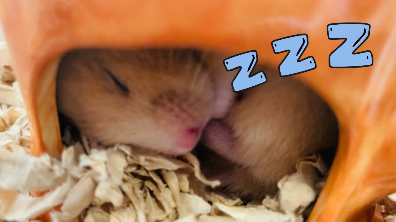 キンクマハムスターの可愛い瞬間01#hamster #pets #funnyhamster #癒し #funnypets 