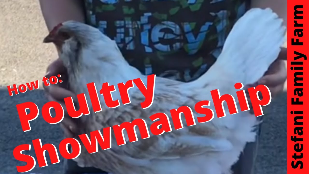 Poultry Showmanship - How to Show Your Chicken, Duck or Turkey at the Fair