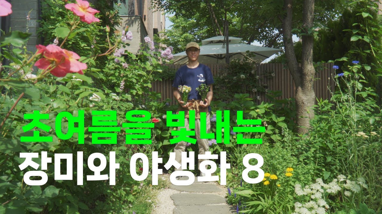 6월 초여름 정원을 빛내는 장미와 야생화 8 | 목수국 2차 전정