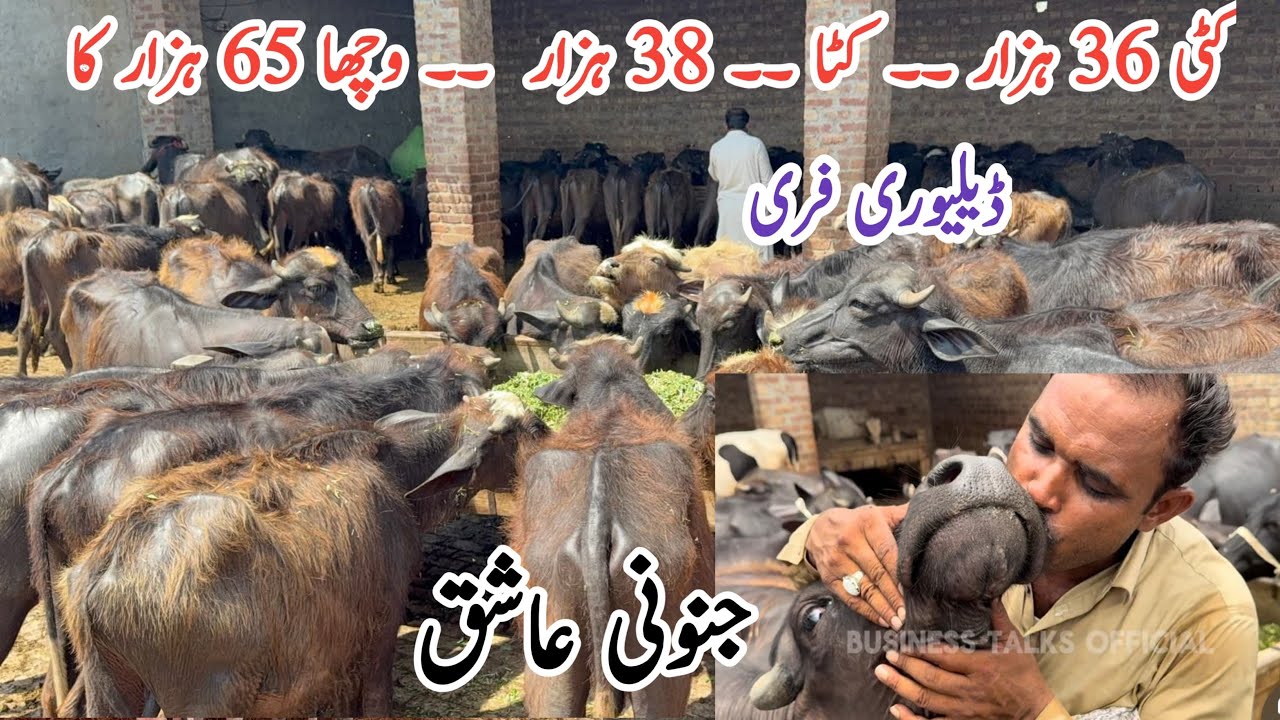 How to start Kattra Katti Bachra Buffaloes Farming business in Sheikupura #cattle