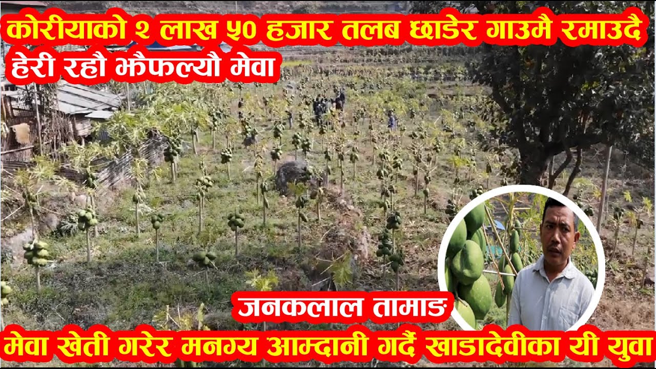 कोरियाको राम्रो आम्दानी छोडेर गाउँमै मेवा खेतीबाट मनग्य आम्दानी गर्दै खाँडादेवी तामाङ |Fruit Income