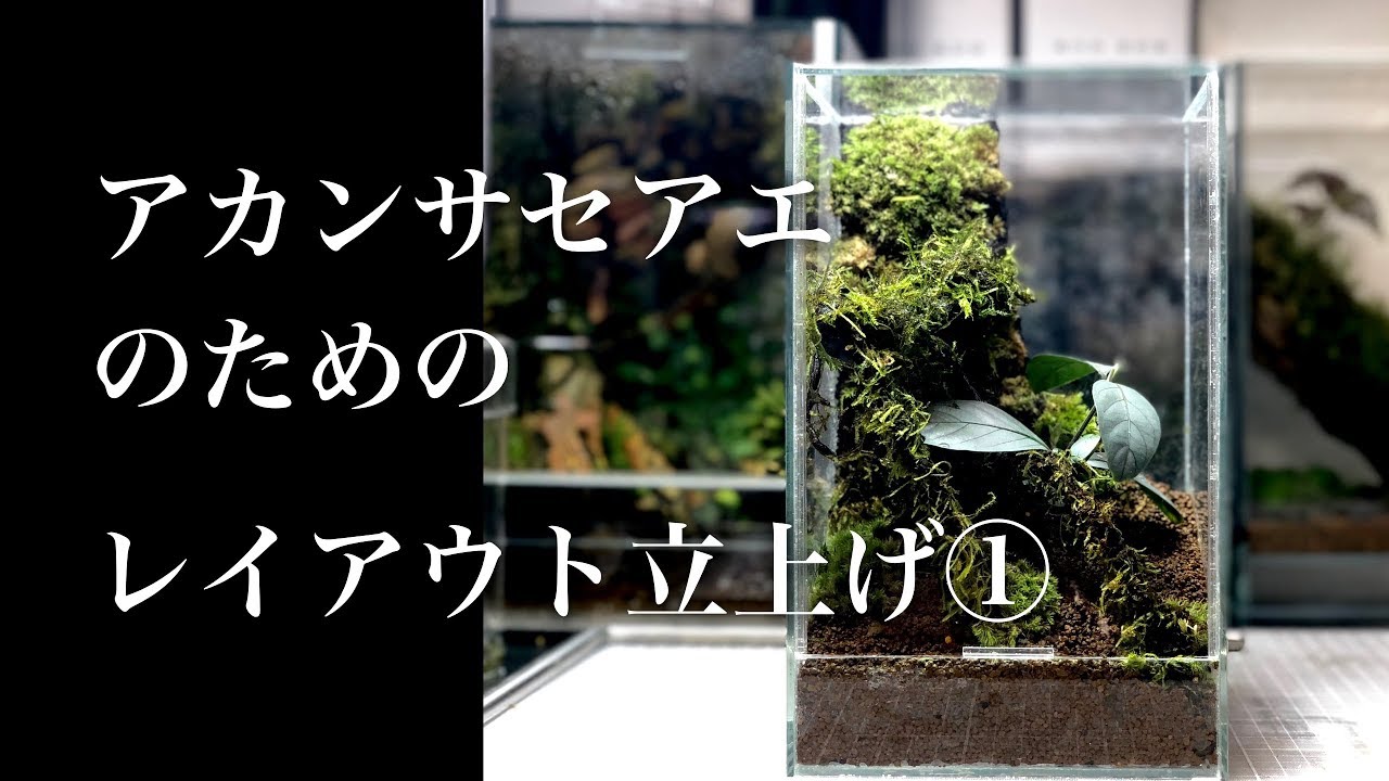 【レイアウト立上げ①】アカンサセアエ Acanthaceae gen.Laos のためのレイアウト #019【パルダリウム】