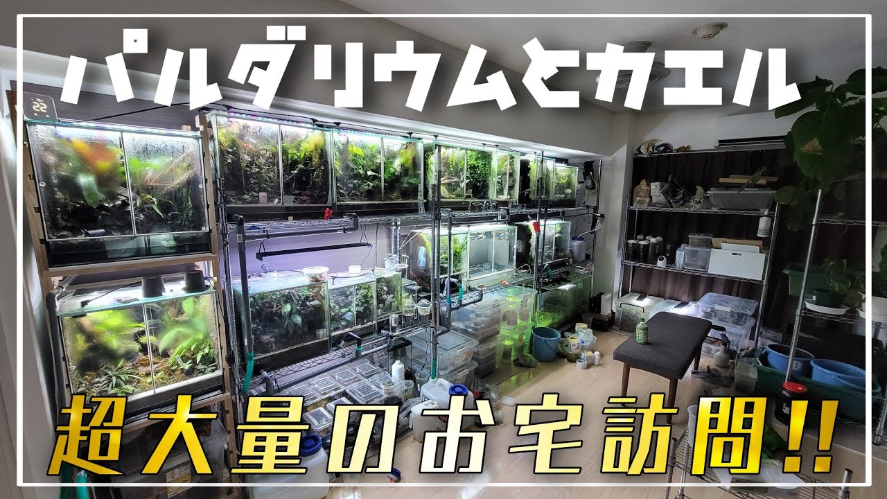 パルダリウム水槽大量！カエルマニアのお宅に潜入‼　ルームツアー　aquarium　アクアリウム　熱帯魚　水槽　水草　流木　ヤドクガエル