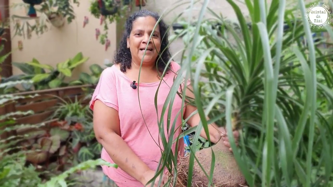 Como replantar a planta Pata de Elefante | Dicas de cultivo | Quintal da Zizi
