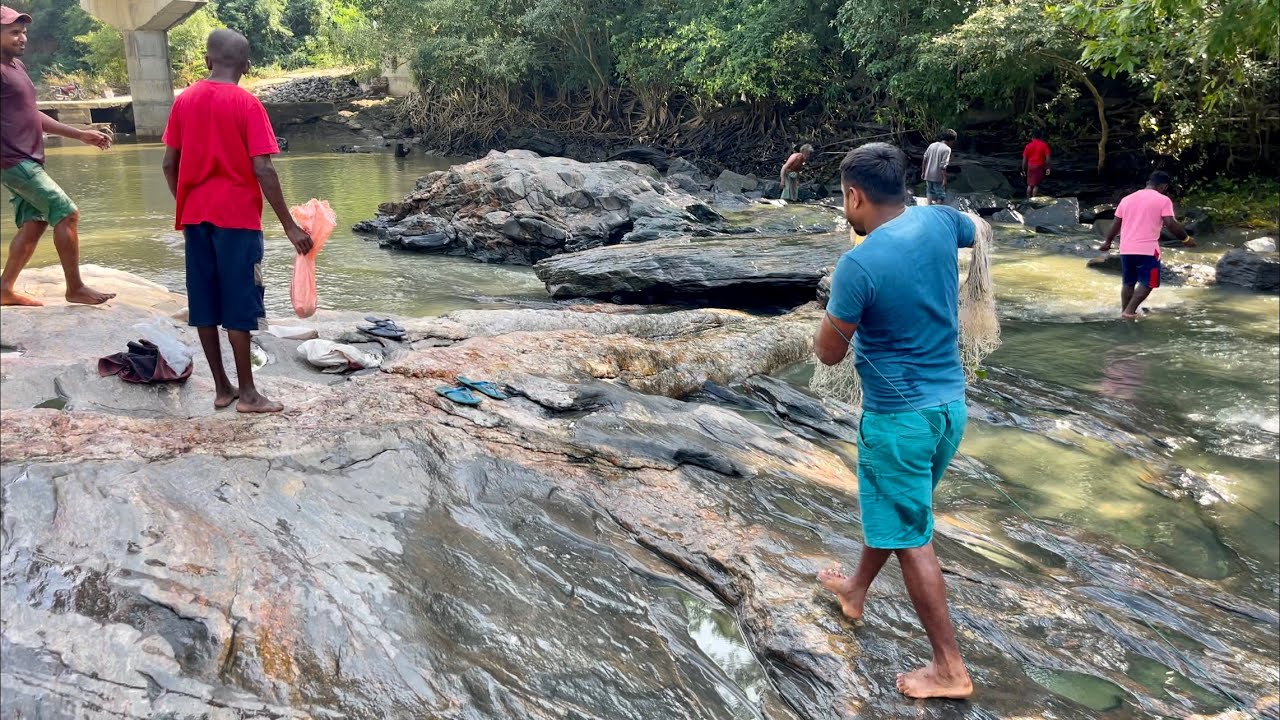 ගගේ දොර වහල මතු වුන විශාල කිබුලා. තිලාපි විසි දැලට කොටු වෙයිSri Lankan 🇱🇰 fishing