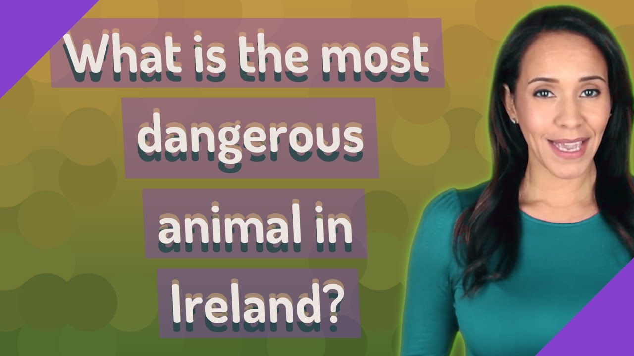What is the most dangerous animal in Ireland?