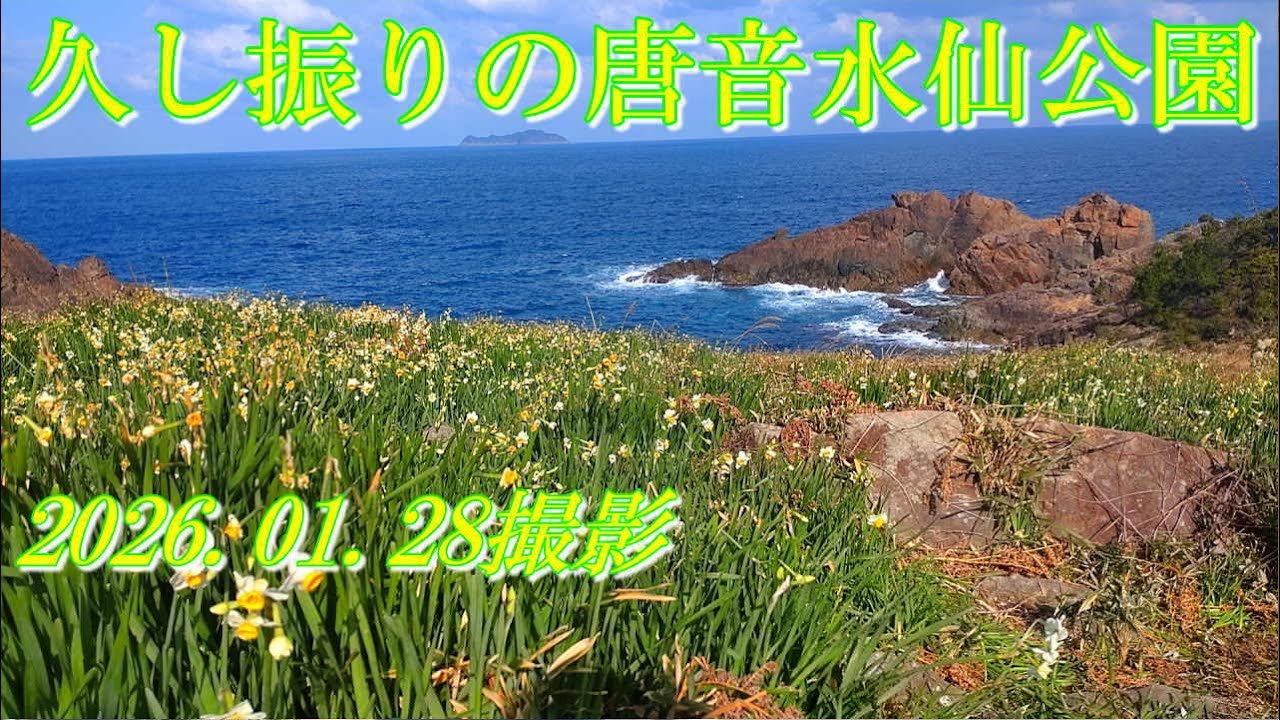 久し振りの唐音水仙公園　2026.01.28撮影