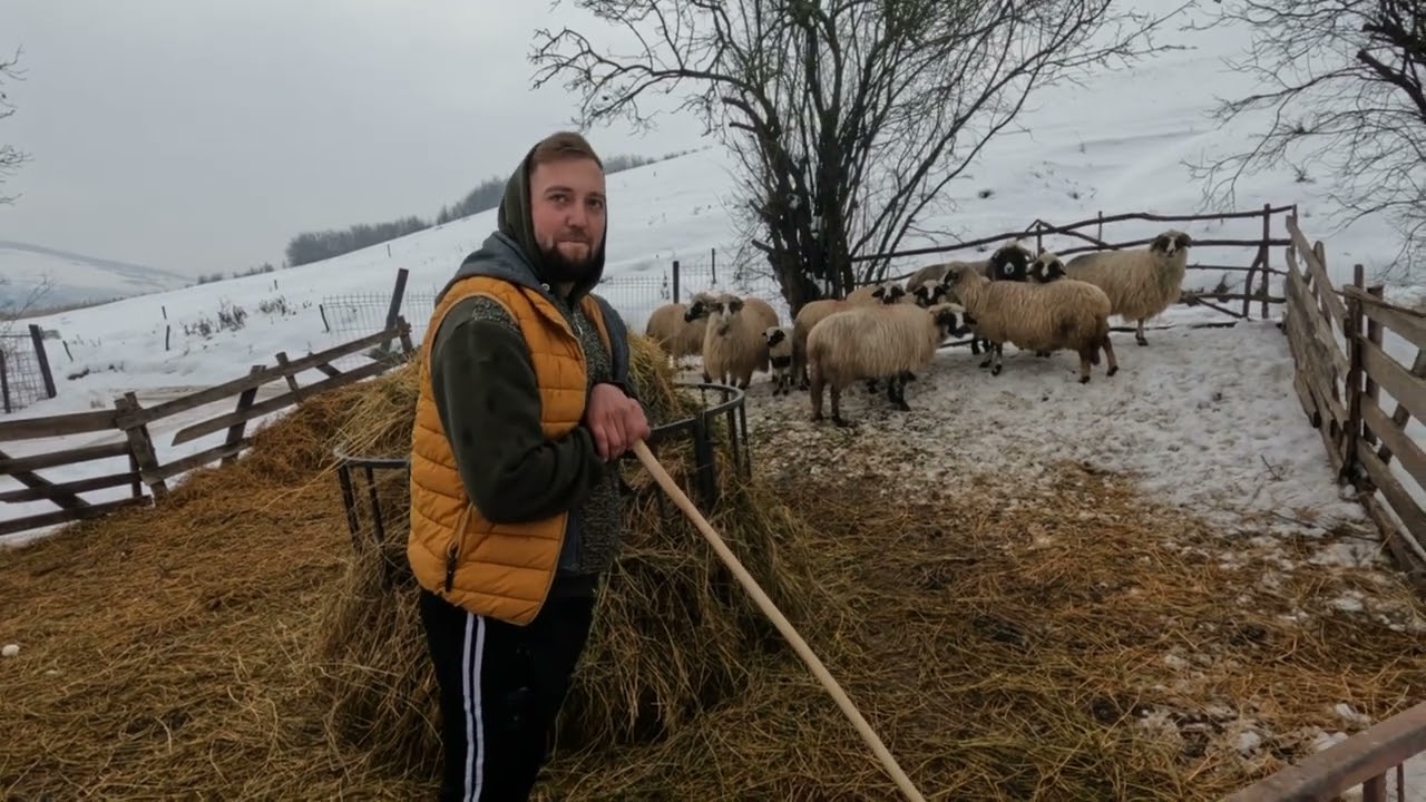 Tânărul Alex Farcaș din Aluniș .Cluj -La 20 De Ani -Are Pasiunea de A Crește Oi Breze .Mai Rar 