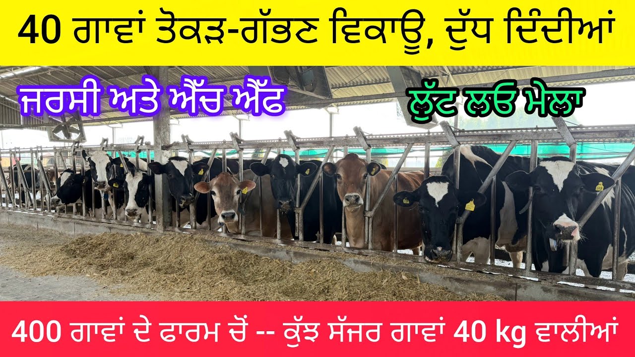 400 ਗਾਵਾਂ ਦੇ ਫਾਰਮ ਚੋਂ  40  ਗਾਵਾਂ ਤੋਕੜ-ਗੱਭਣ ਅਤੇ ਸੱਜਰ ਵਿਕਾਊ 86993-98590.  40 kg milking cows sale. 