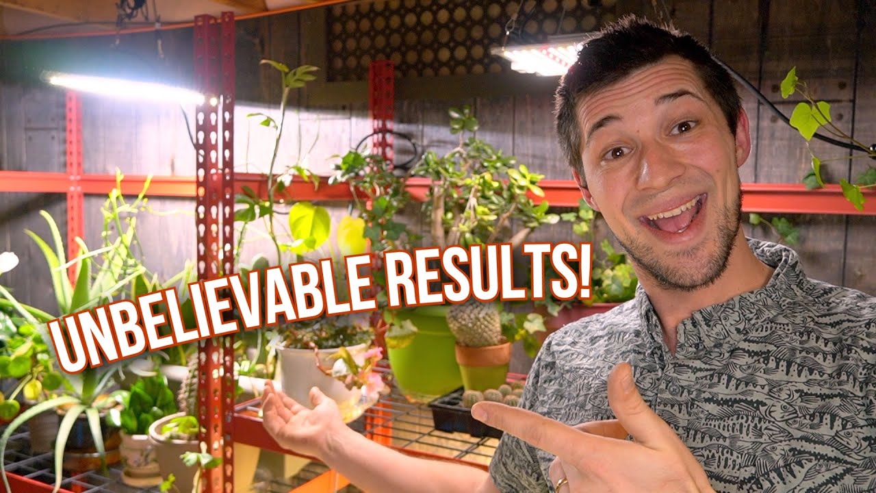 Reviving our Dead Aloe Vera + Jade Plant GROWTH UPDATE