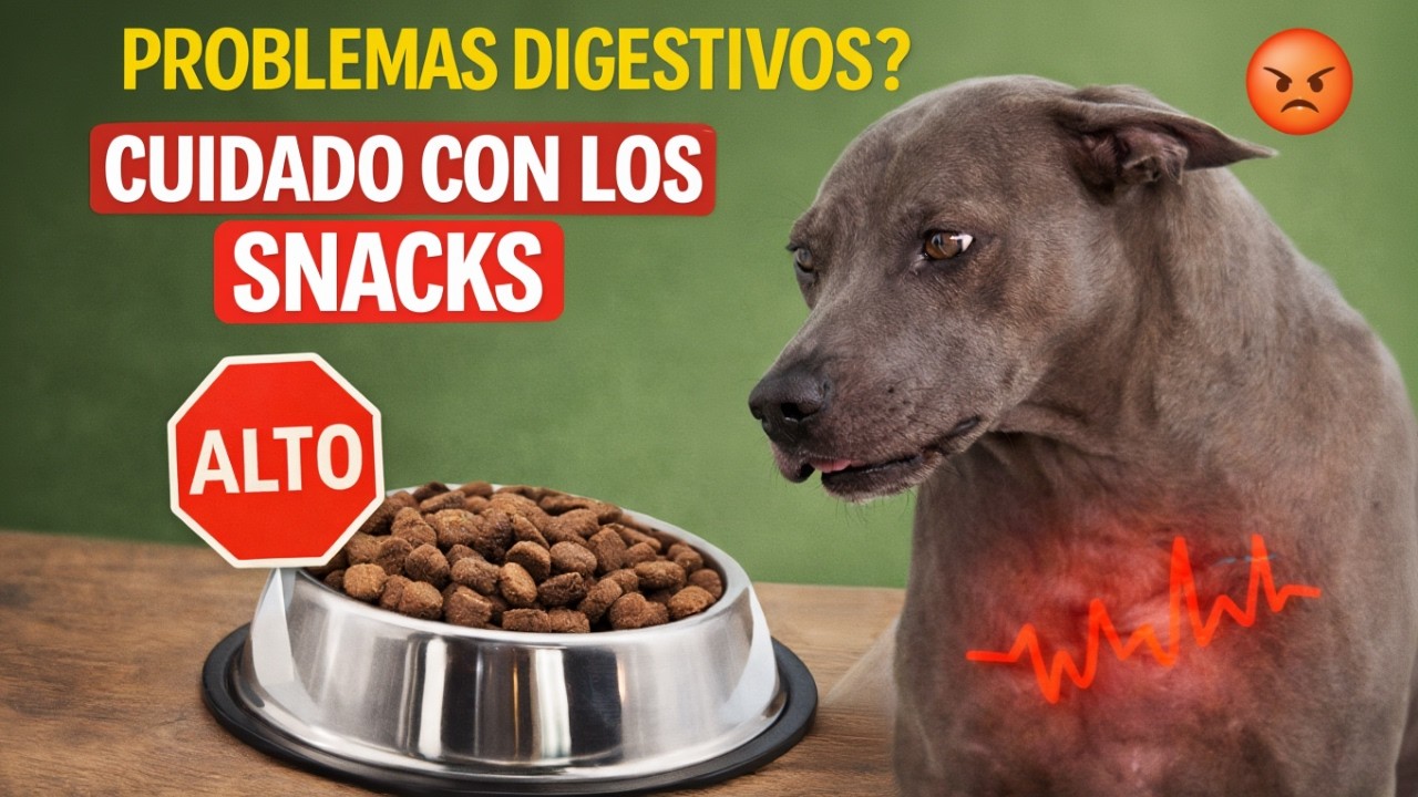 Tu perro tiene problemas digestivos? Mira esto antes de darle snacks