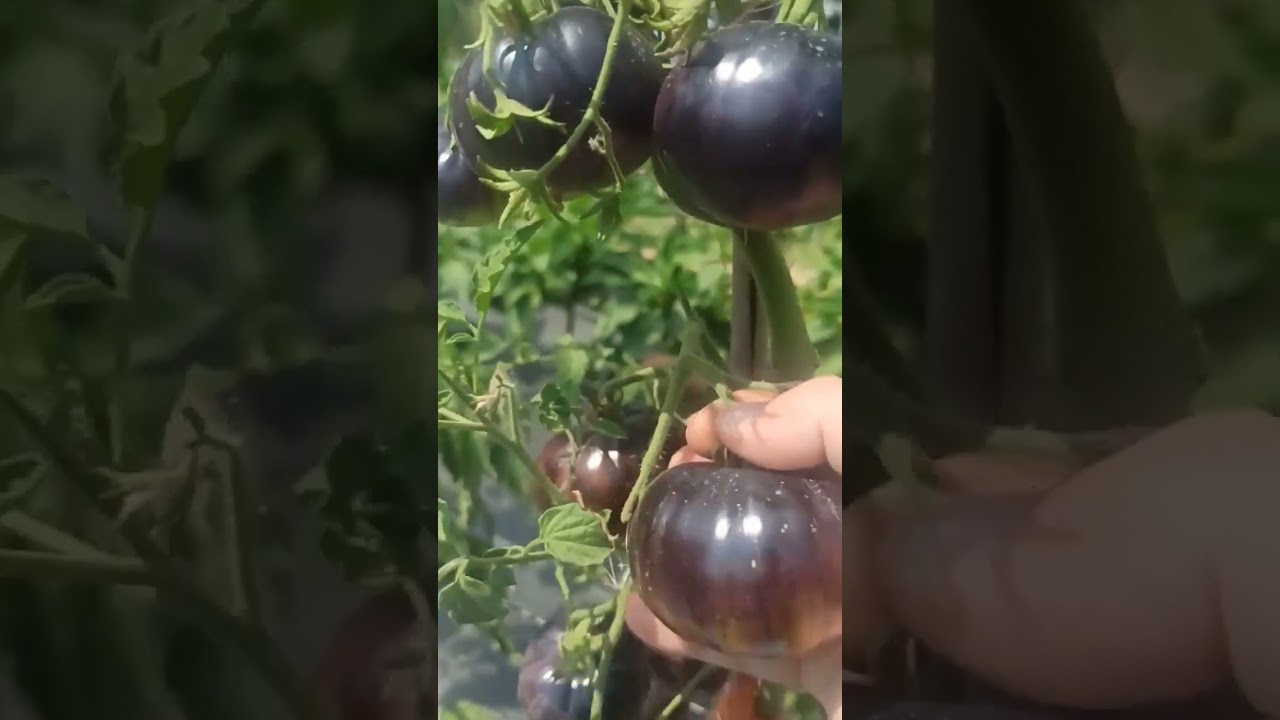 TOMATES 🍅🍅 morados riqu&iacute;simos del huerto @Volveralcampo #shorts