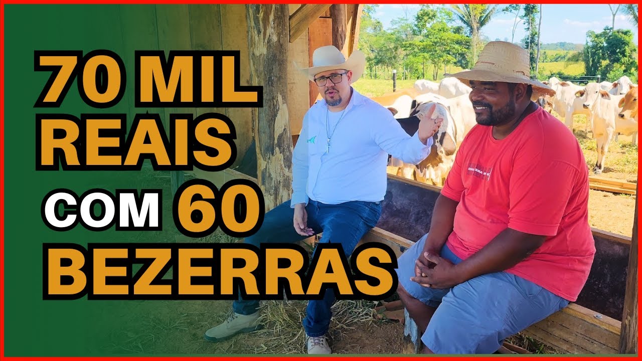 70 MIL reais  de LUCRO com 60 BEZERRAS