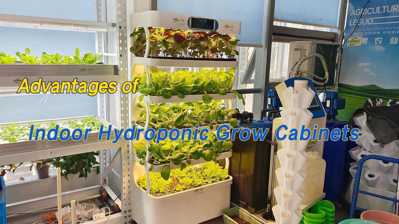 Lyine NFT Hydroponics Cabinet: The Ultimate Smart Indoor Garden to Grow From Seed to Harvest