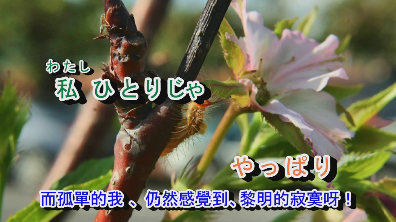 02-028    おんなの涙***石原詢子** 金嗓 942488/940248