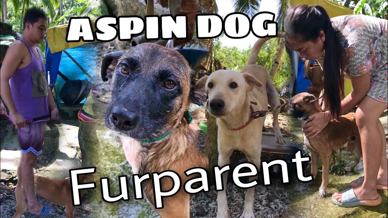 OUR NEW ADOPTED ASPIN DOGS❤️😍 #aspindog #furparent #doglover #fyp