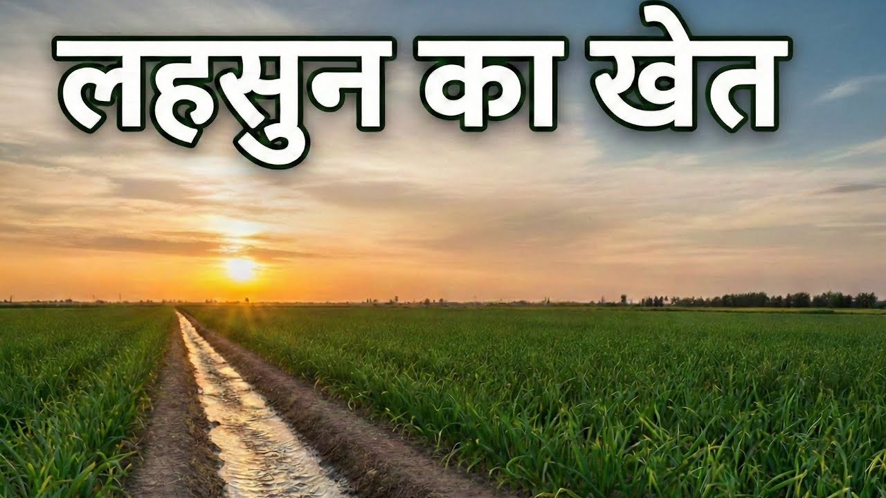 लहसुन का खेत । Garlic Farm