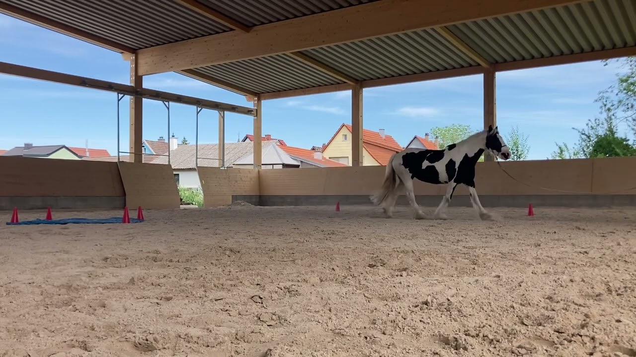 Isabel and Mickey - Online Level 1 Parelli Audition Passed 1 ++