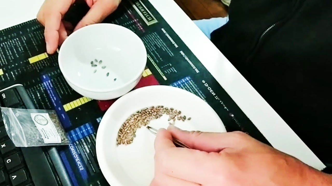 Growing Japanese Black Pines From Seeds