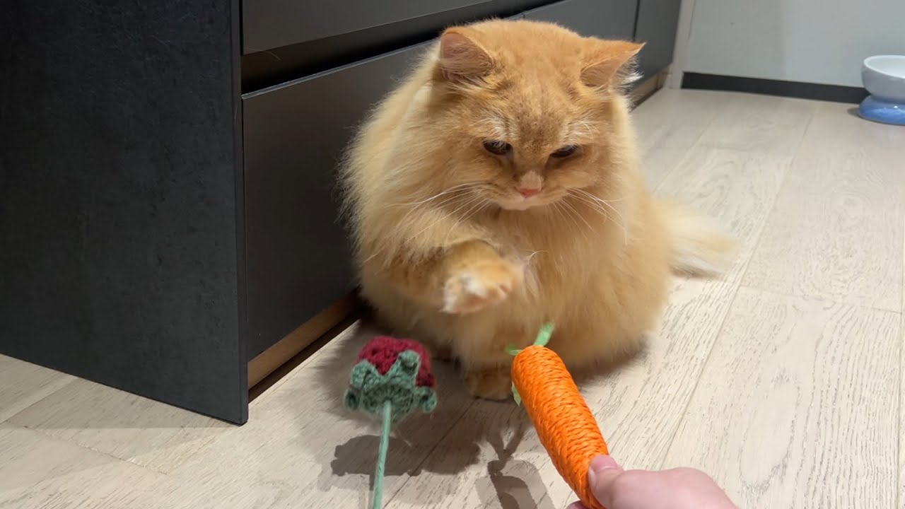 Trick & Treat with My Cat - Day 7