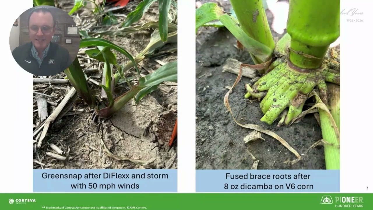 Dicamba On Corn: Managing Weed Control Without Crop Injury | Pioneer Agronomy