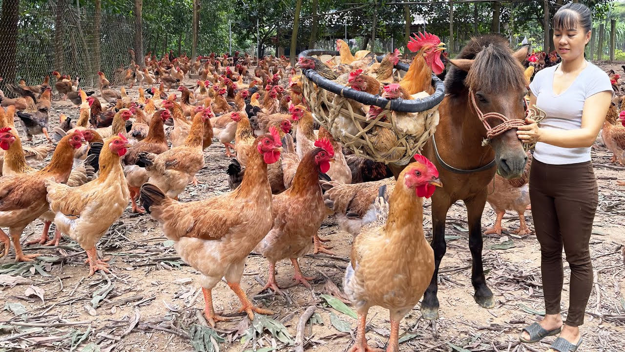 Harvesting Many Chicken Goes To The Market Sell - Raising Chickens and Ducks with corn