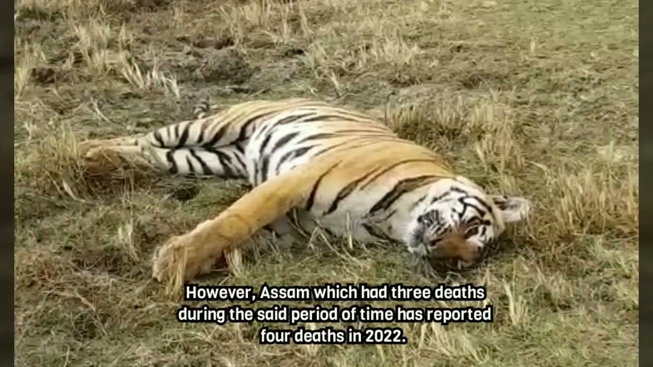 India witnesses 25% decrease in tiger mortality, compared to 2021
