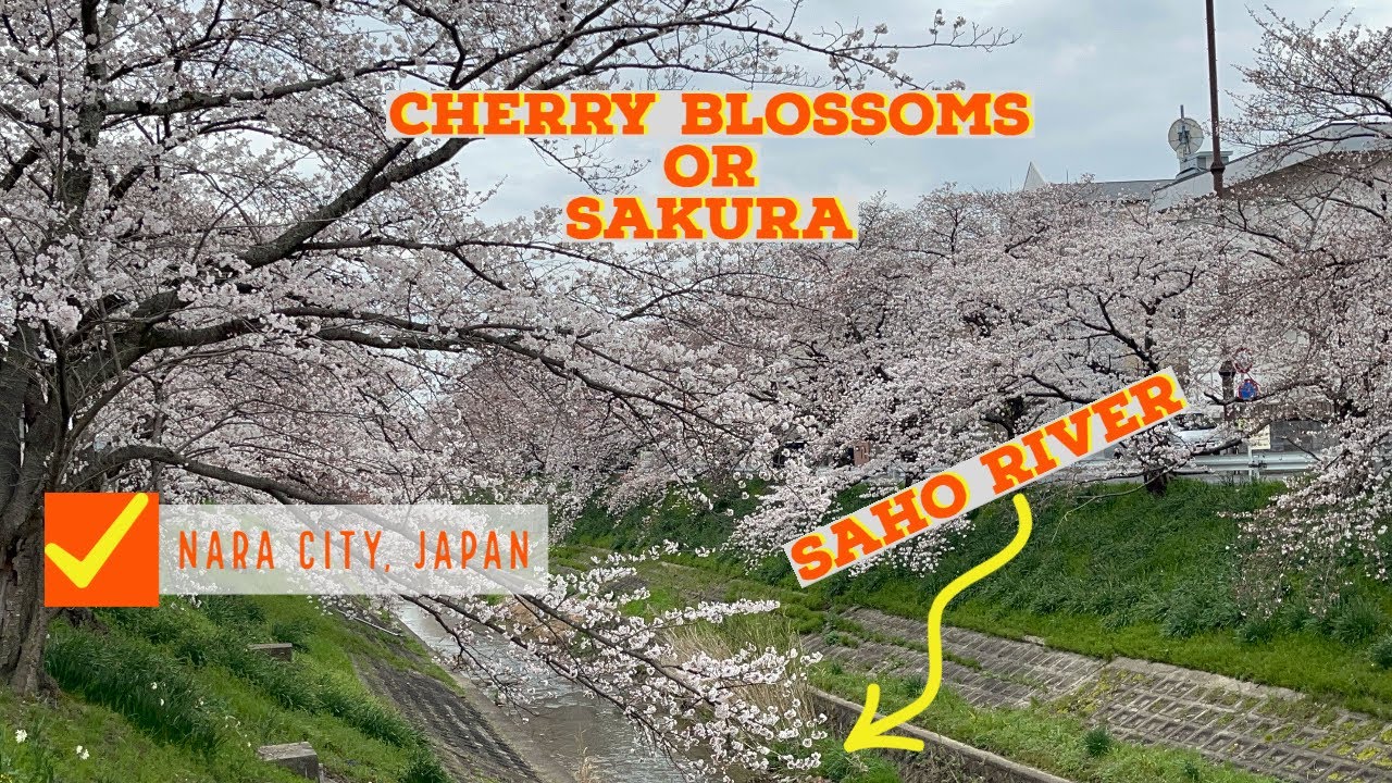 2022 Sakura On The River - さくらオンザリバー | Nara, Japan-奈良、日本