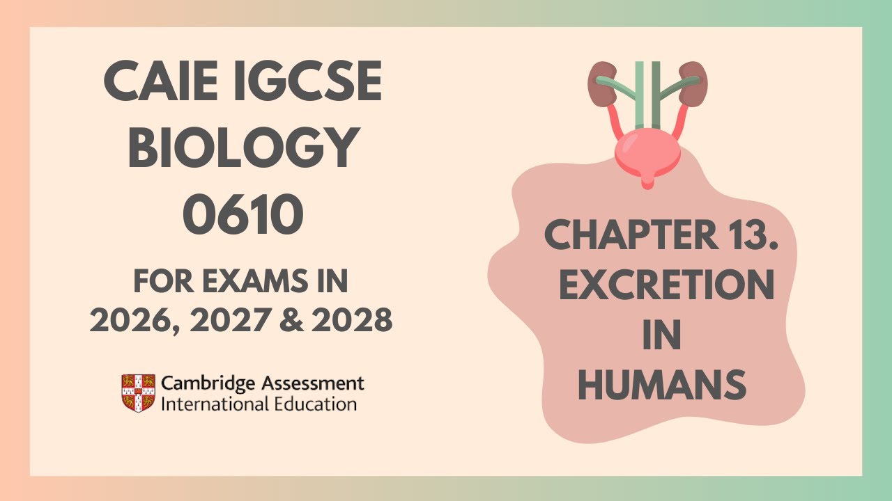 13. Выделение у человека (Кембриджский курс IGCSE по биологии 0610 для экзаменов в 2026, 2027 и 2...