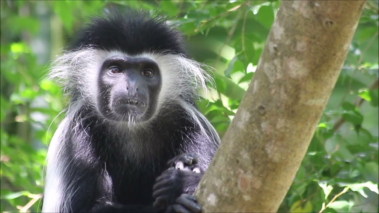 Beautiful Colobus Monkeys at the Sacred Forest of Kaya, Kenya