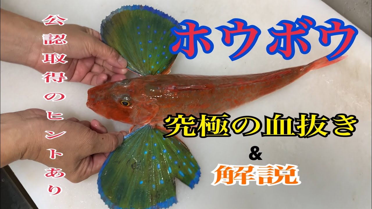 ホウボウ究極の血抜き＆解説 【公認取得のヒントあり】 編vol.302