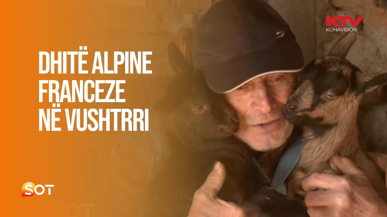 Dhitë alpine franceze, burim të ardhurash për familjen e fermerit pensionist nga Vushtrria | SOT
