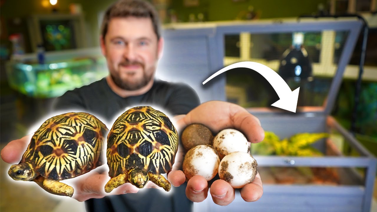BEST Juvenile TORTOISE HABITAT! (Easy & Beautiful!)