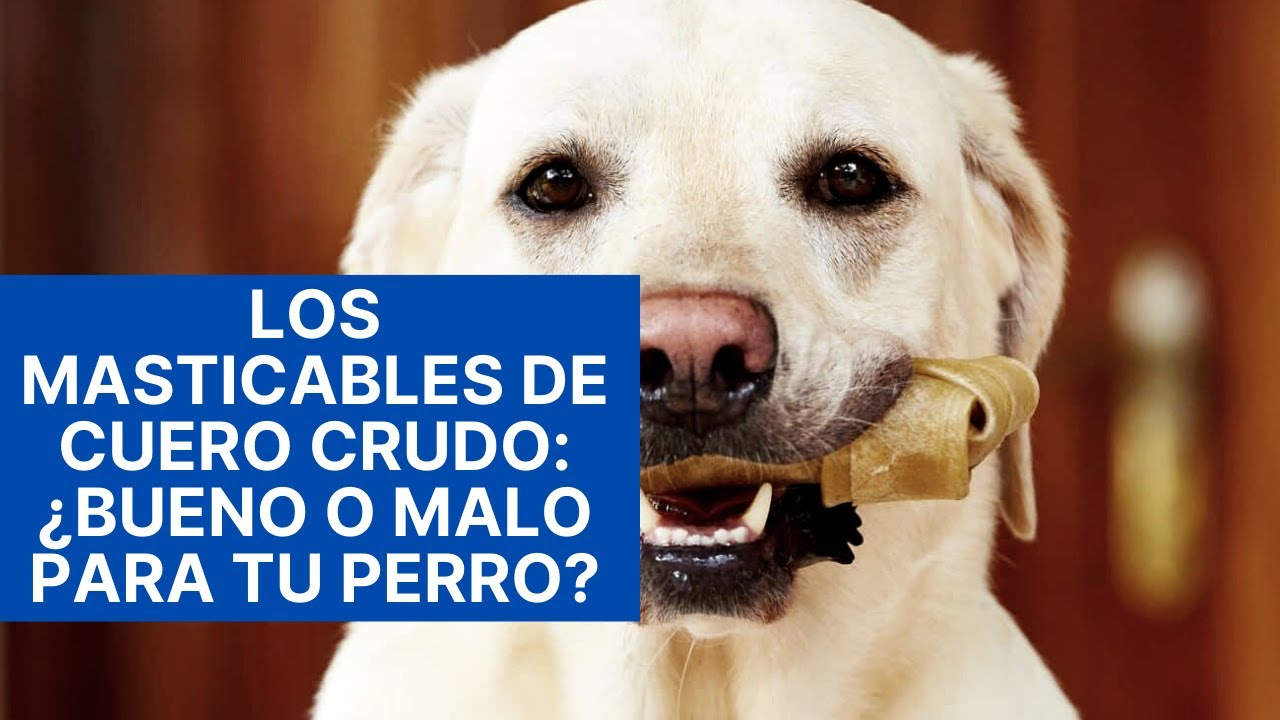 Los Masticables De Cuero Crudo: ¿Bueno o Malo Para Tu Perro?