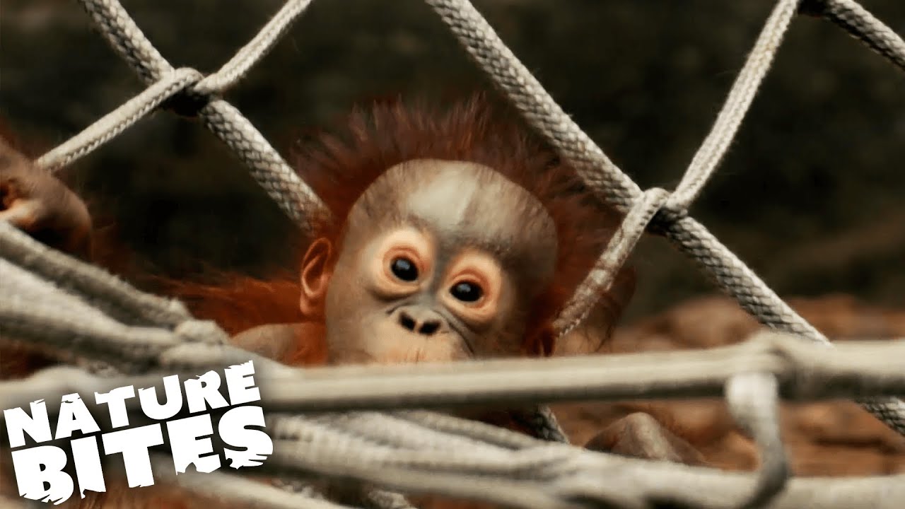 Top Five Cutest Animal Friendships! | Nature Bites