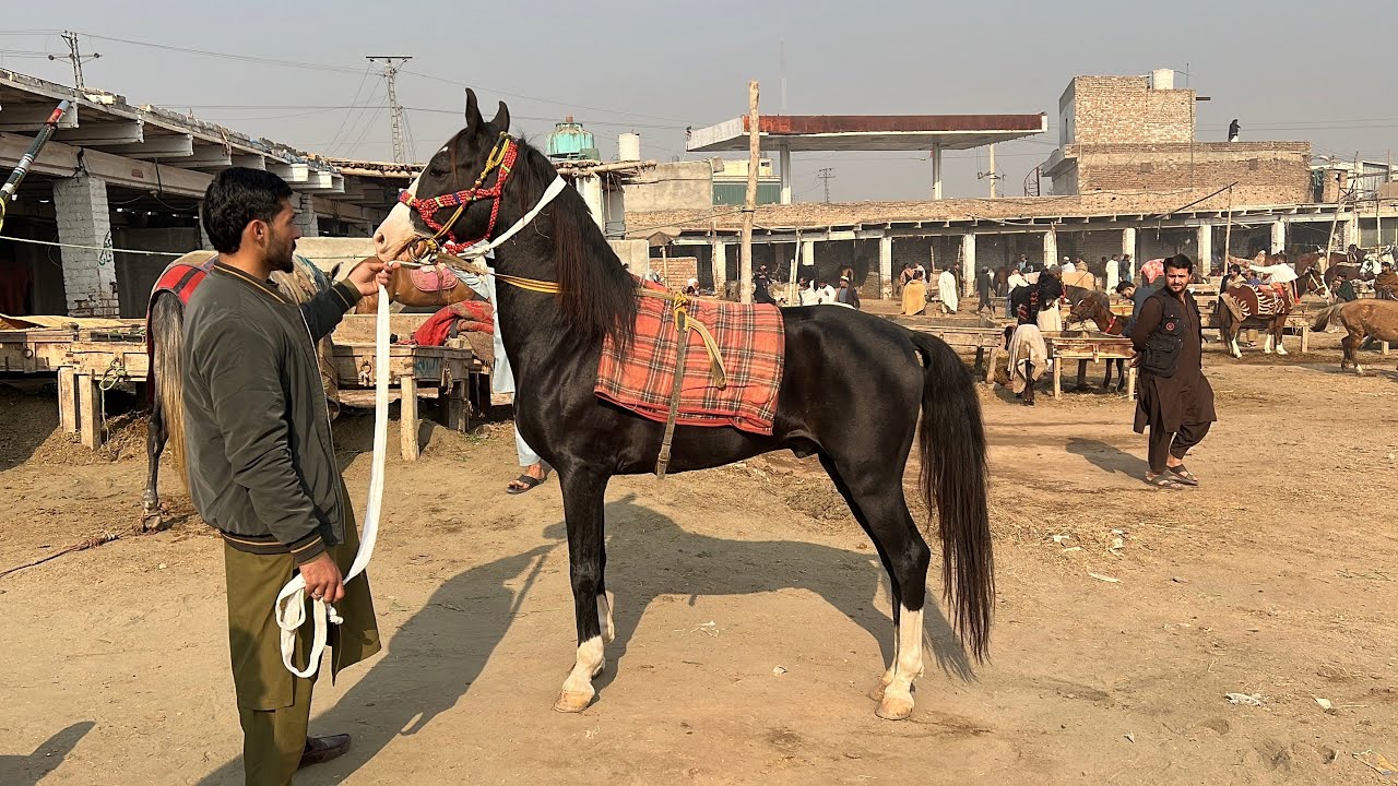 Horse Market Peshawar New Updates 28 November 2025 Desi & Kabuli Horse Izhar Ali Shah 