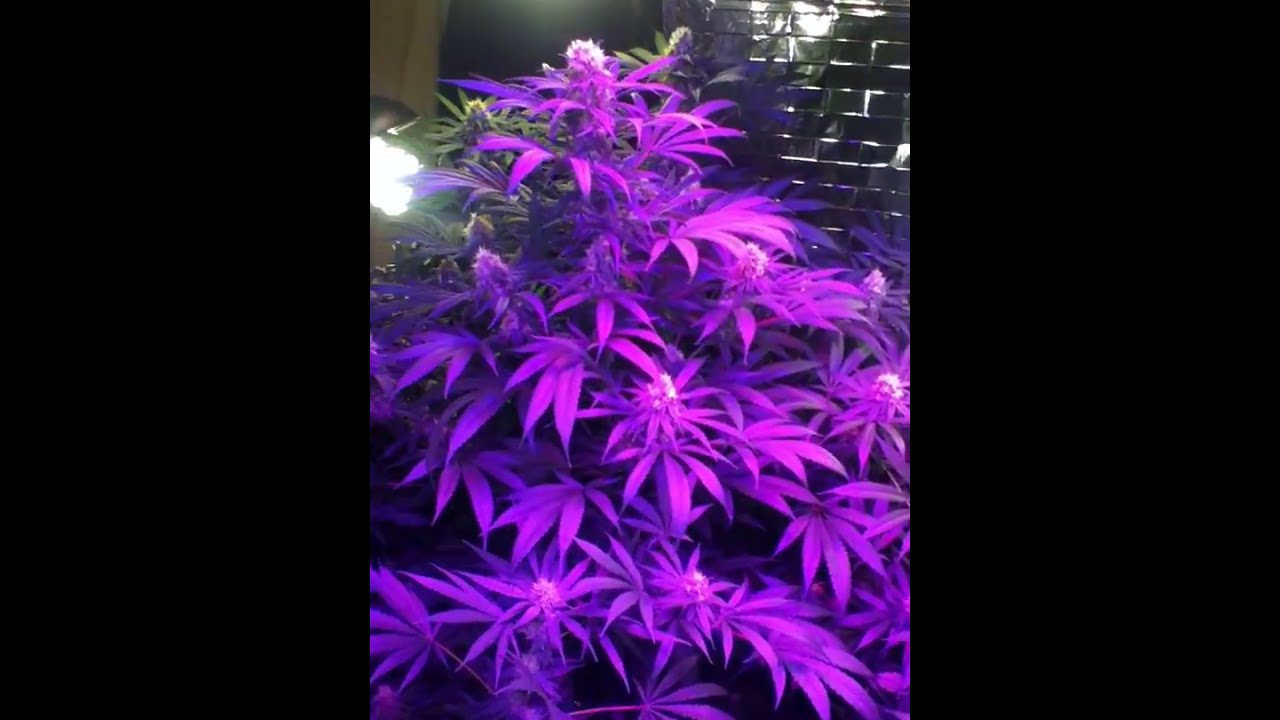 Home Grower Consulting