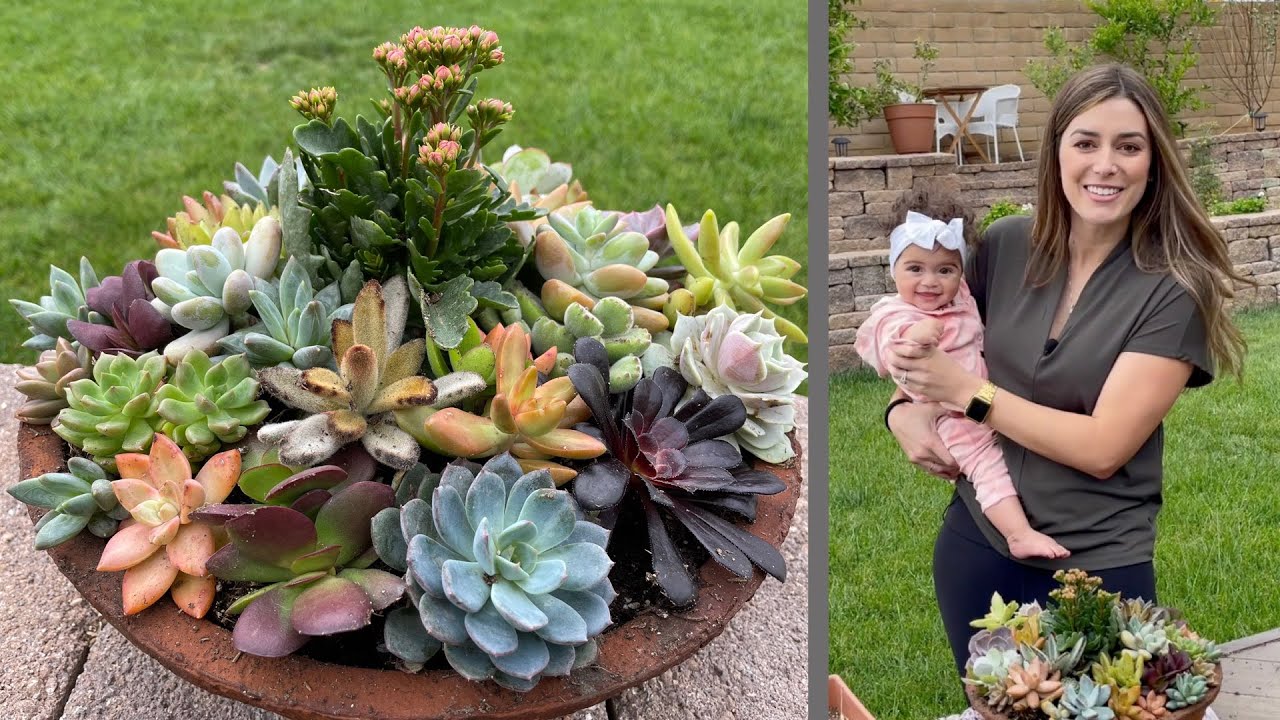 How to Make a Colorful Succulent Arrangement - Fixing Old Leggy Succulents