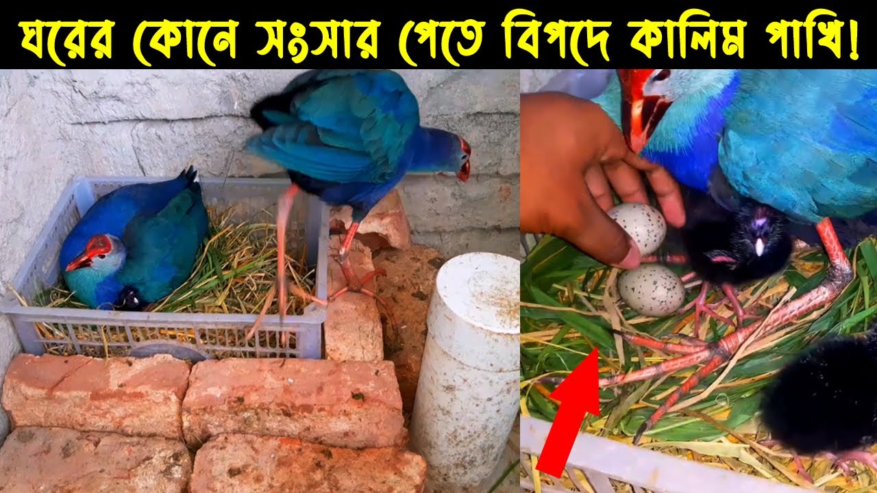 কালিম পাখির জীবন কাহিনী |Bird story-133|The life story of Purple Swamphen|Wildbird Documentary|Ep:03